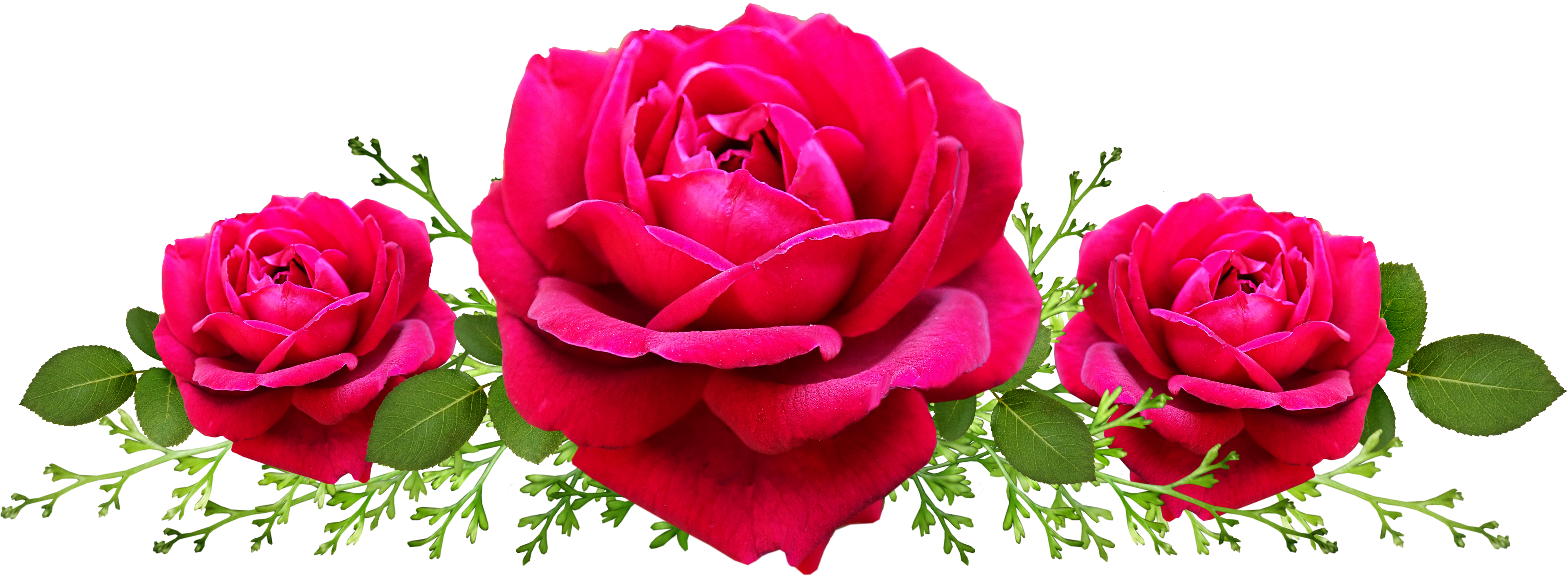 Rose Flowers Illustration