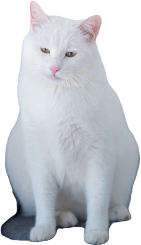 Cute Cat on transparent background